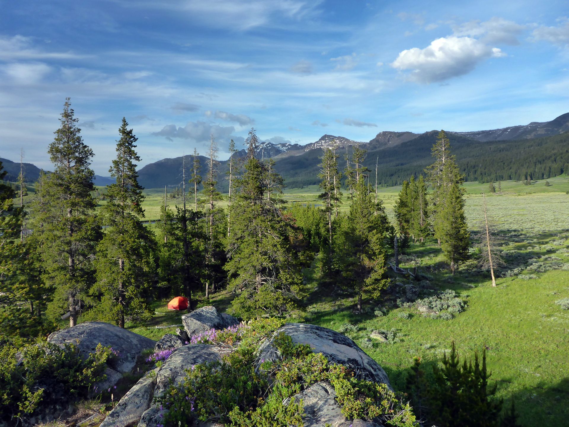 Bison graze near a backcountry campsite located beside the trout-filled waters of Slough Creek.