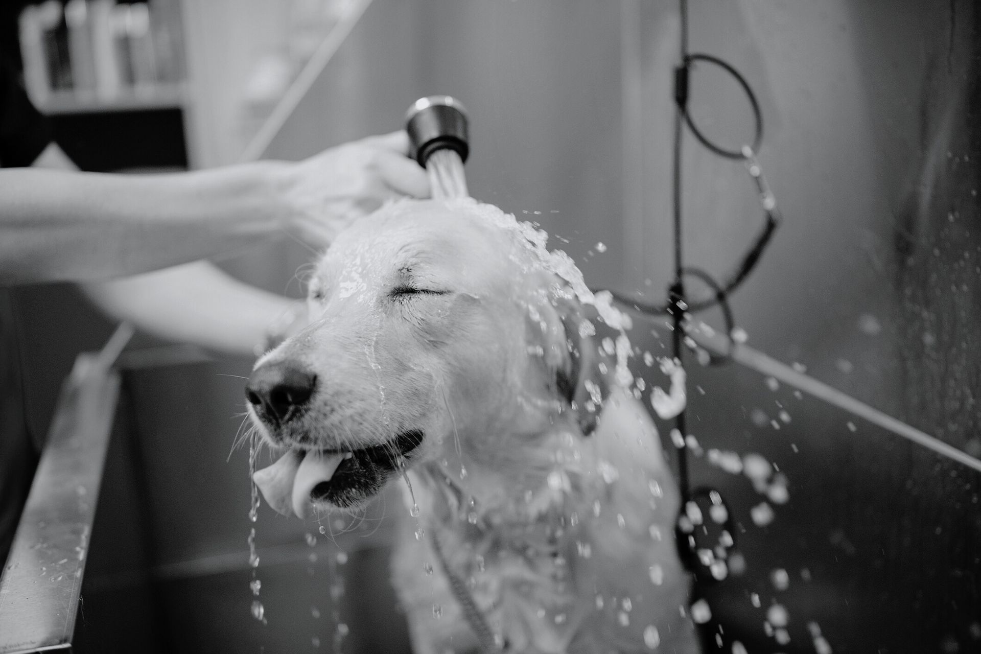 Professional Dog Grooming Services Ringgold GA