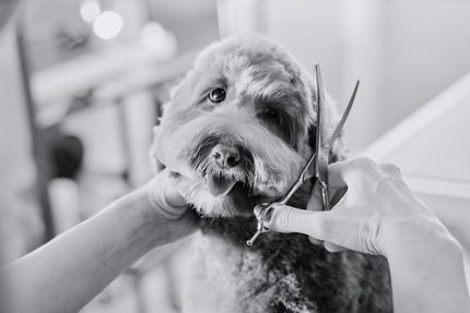 dog getting haircut
