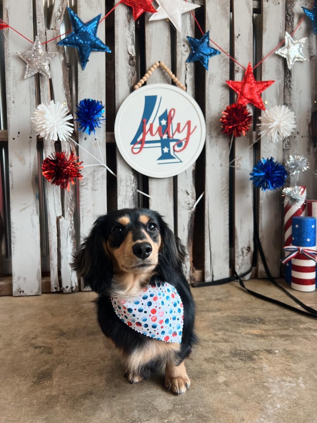 Dachshund dog wearing a bandana, posing in front of a July 4th backdrop with stars and decorations.
