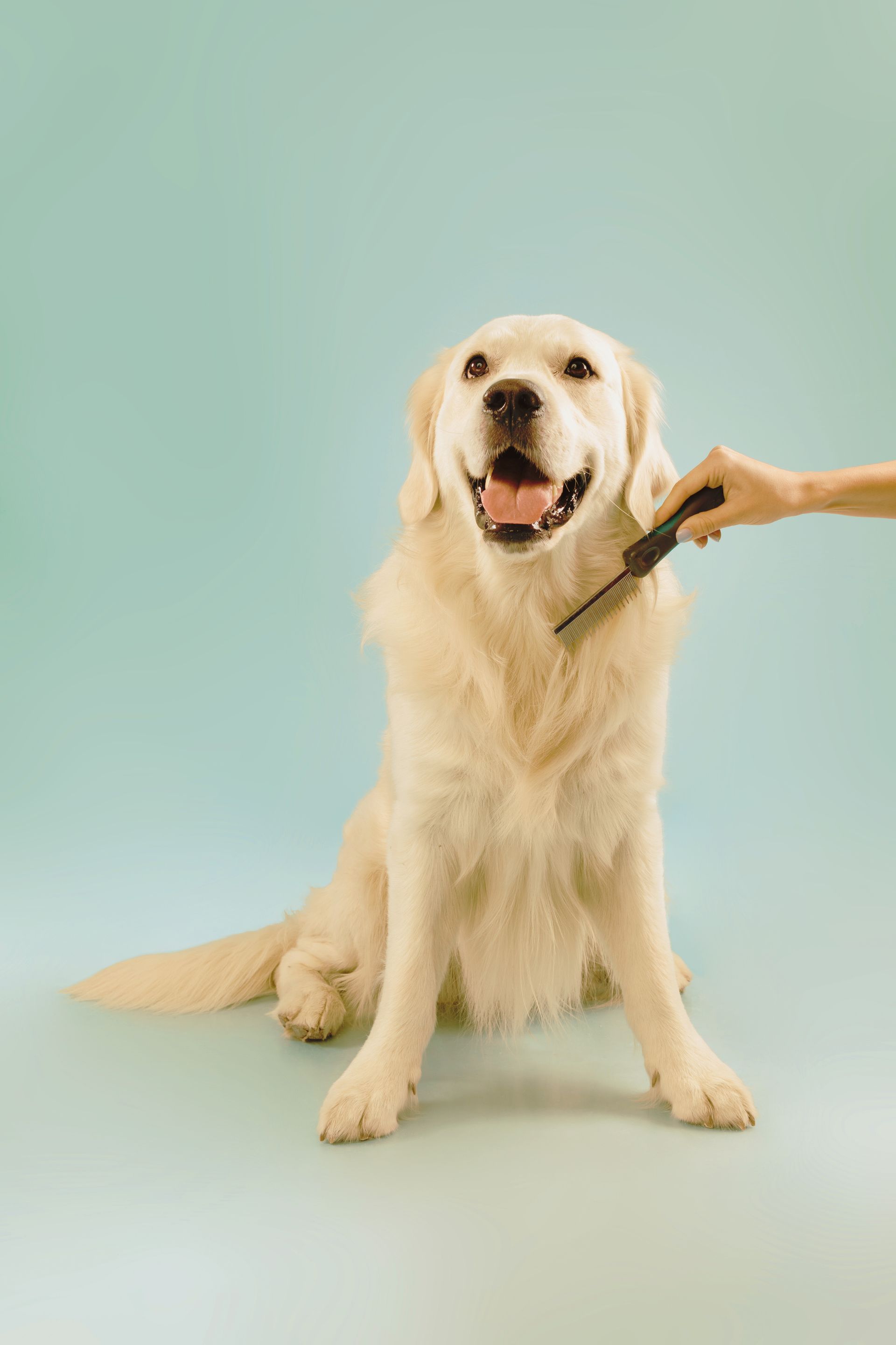 gold retriever with green background