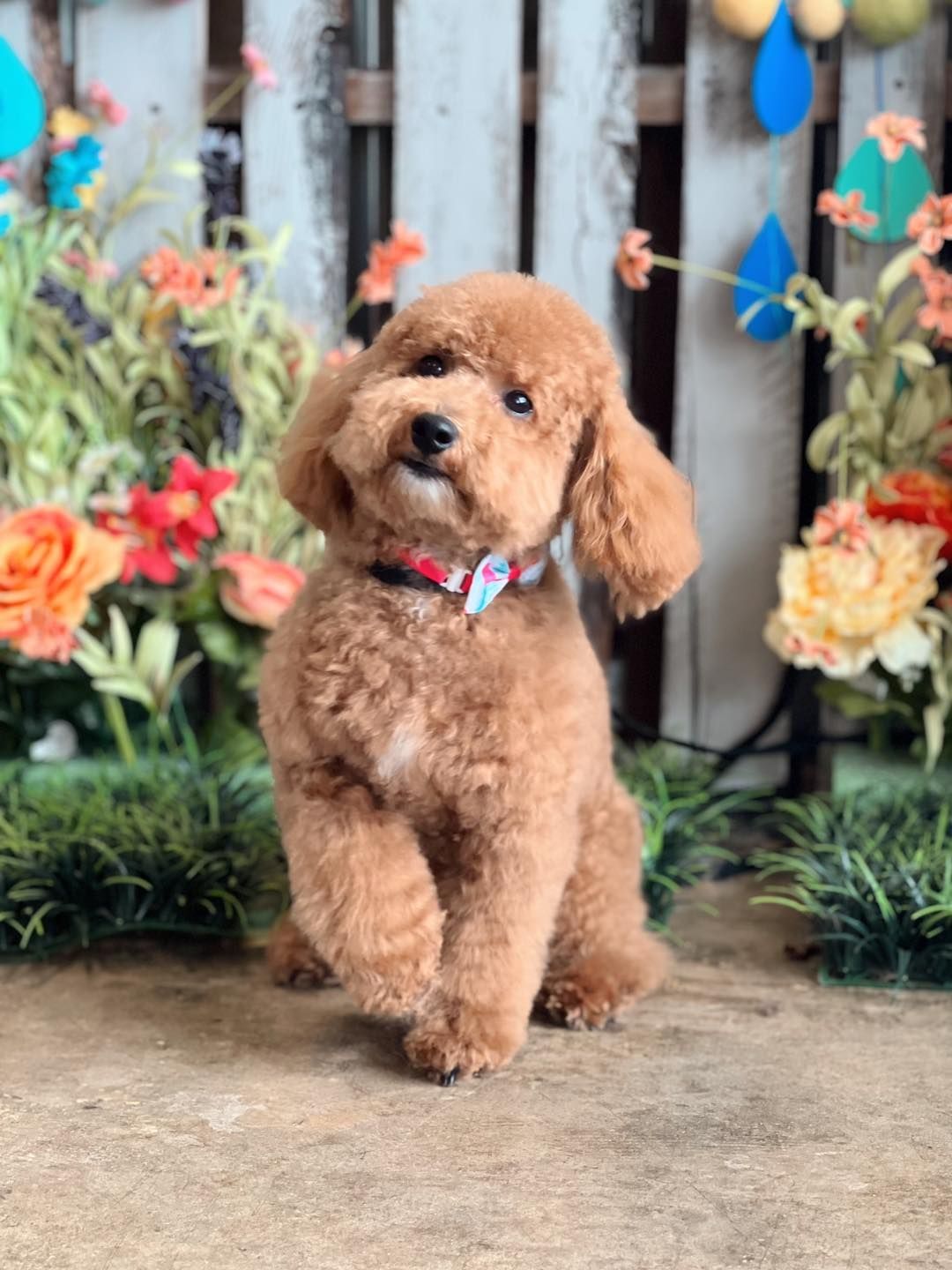 Brown poodle with curled fur, wearing a collar, striking a pose, surrounded by flowers.