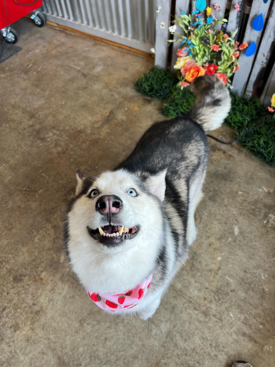 Happy husky dog with blue eyes, wearing a pink bandana, looking up.