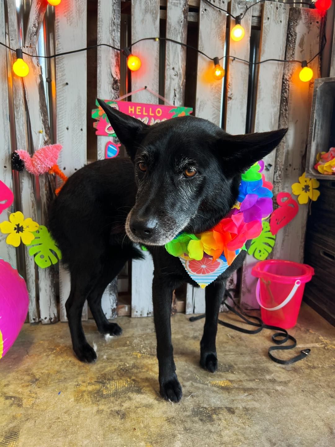 Black dog wearing a floral lei, in a festive setting with lights and decorations.
