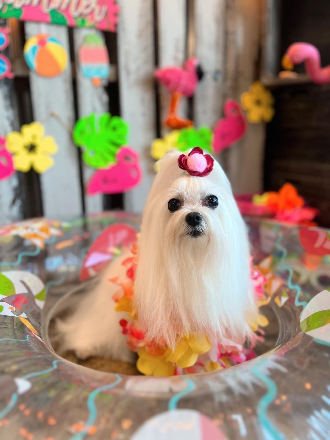 White dog with flower crown and floral dress in a floaty; summer decorations in the background.