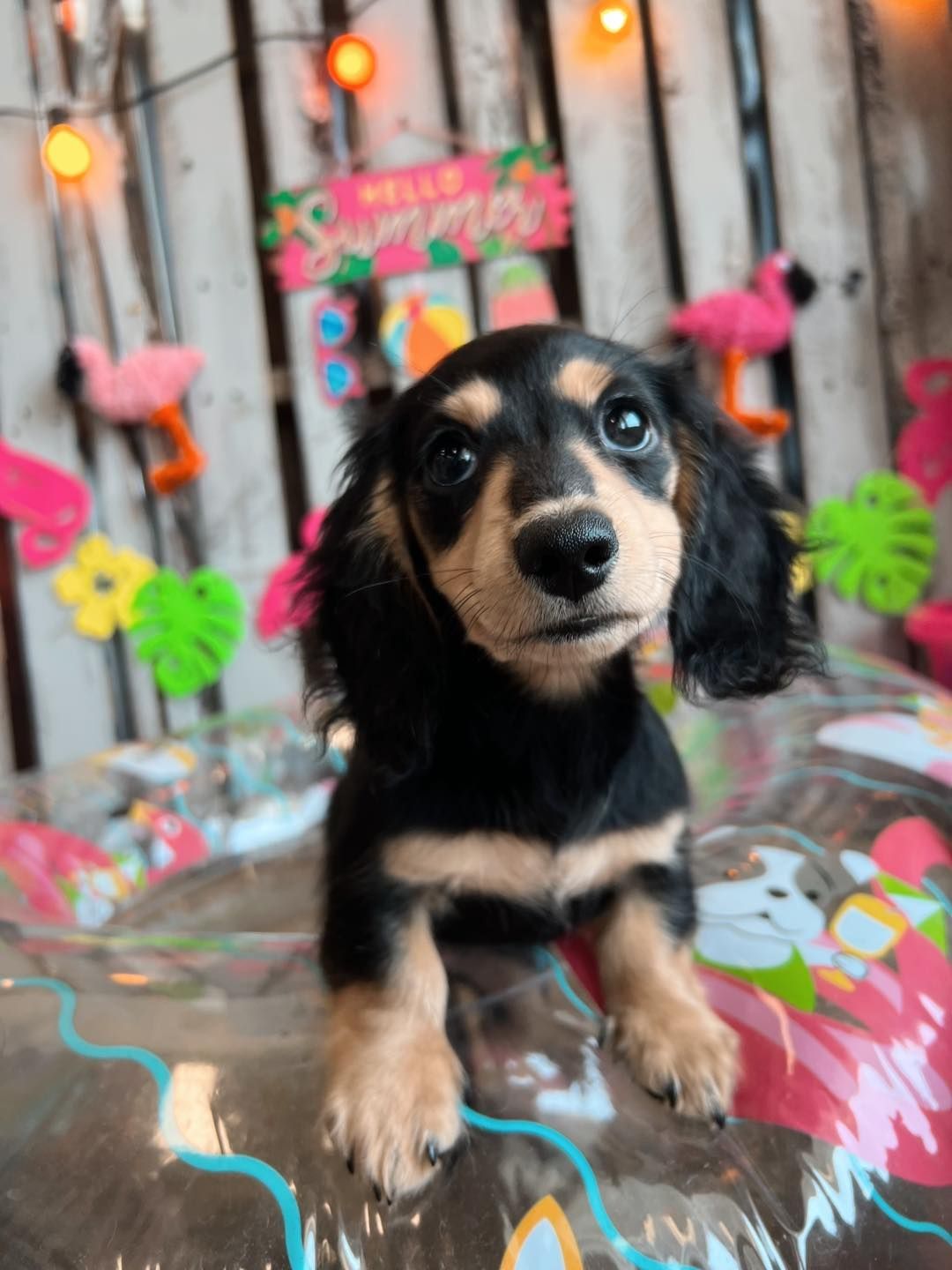 Black and tan dachshund puppy with a summer theme backdrop.
