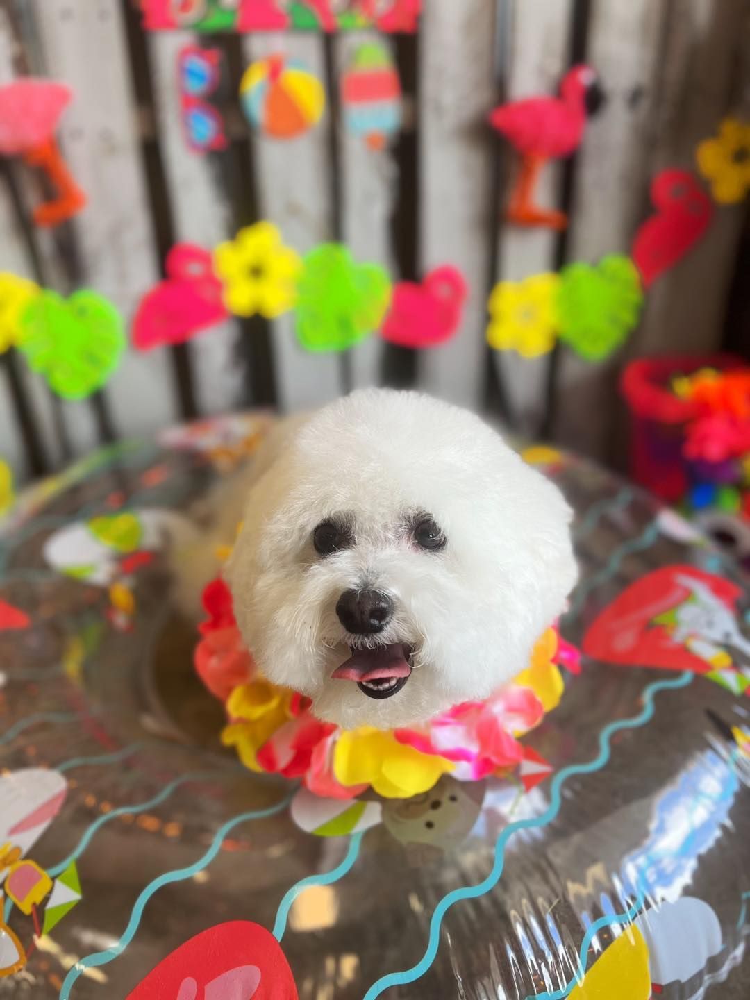 Fluffy white dog wearing a lei and sitting in a float with a tropical theme background.