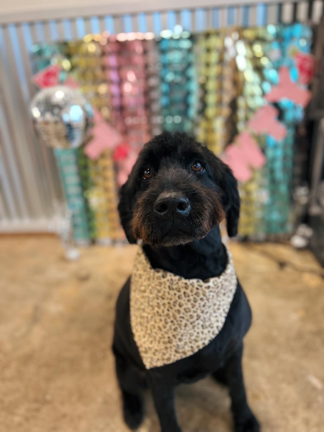 Black dog with brown snout, wearing a bandana, sits in front of a colorful backdrop.