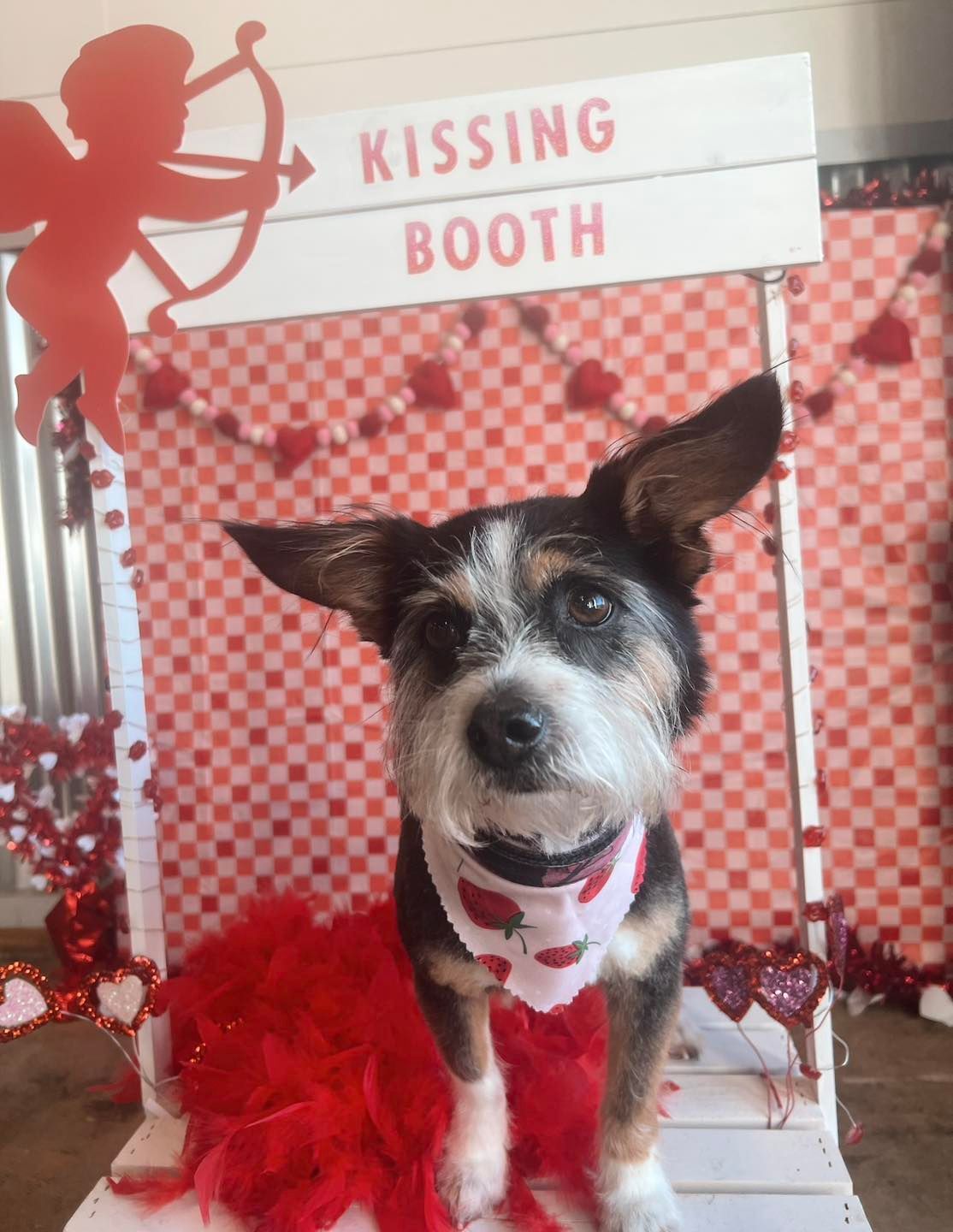 Dog in a kissing booth, wearing a bandana and a red boa, with Cupid decoration.
