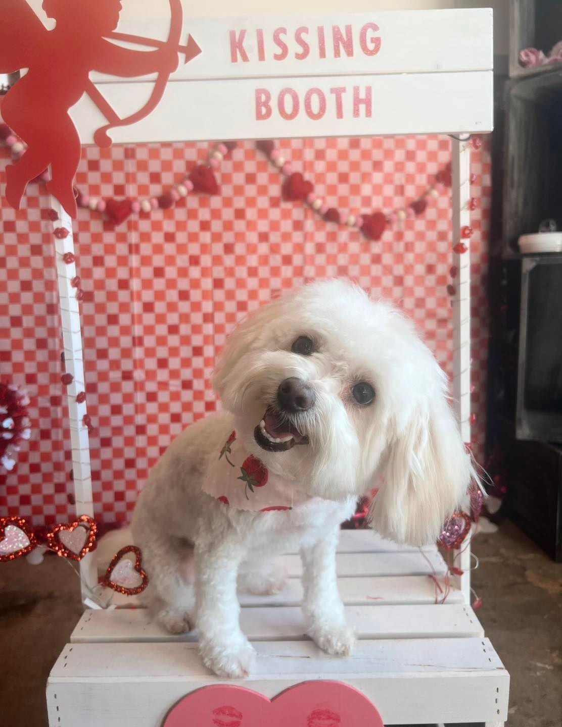 White dog in Valentine's Day kissing booth; smiling, with red heart decorations.