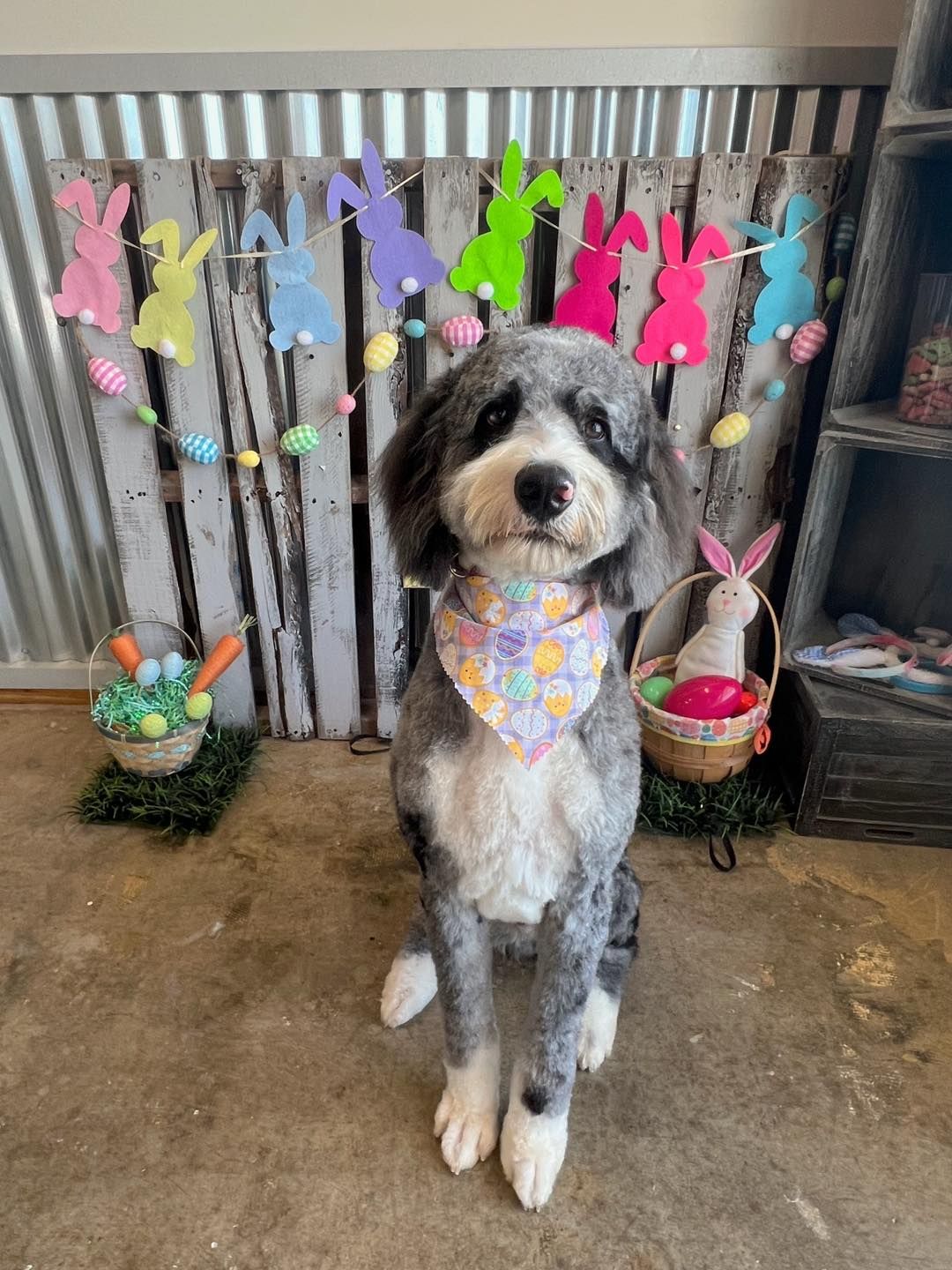 Dog in a floral bandana, sits in front of Easter decorations.