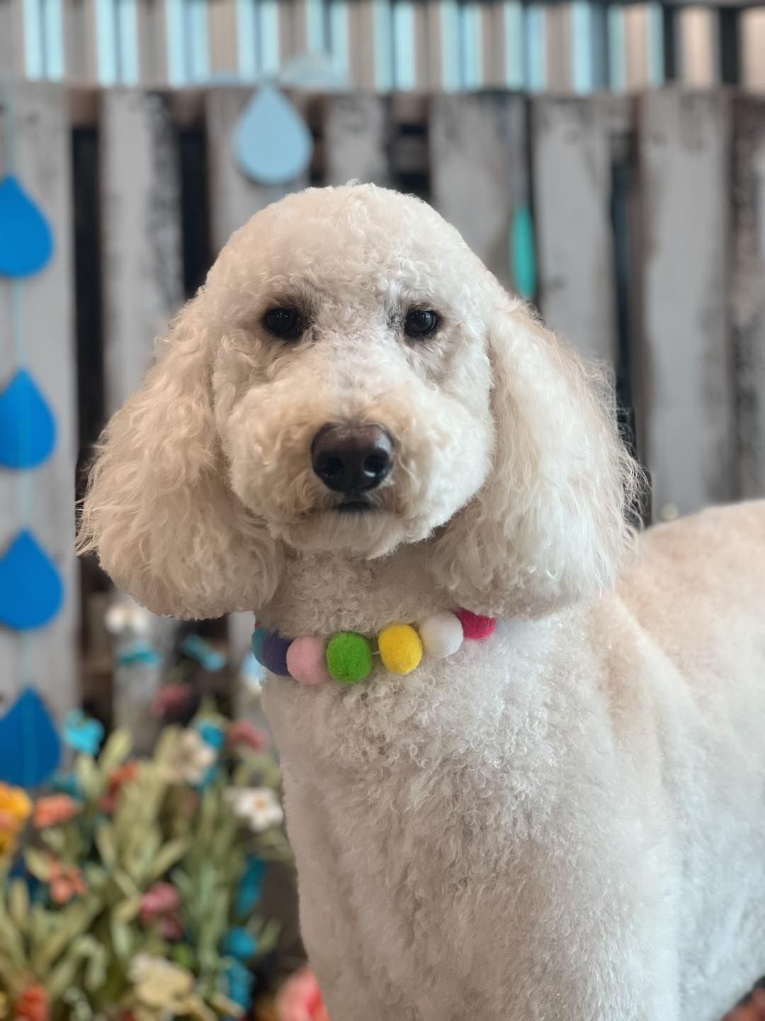 White poodle with a colorful collar, posed in a floral setting.