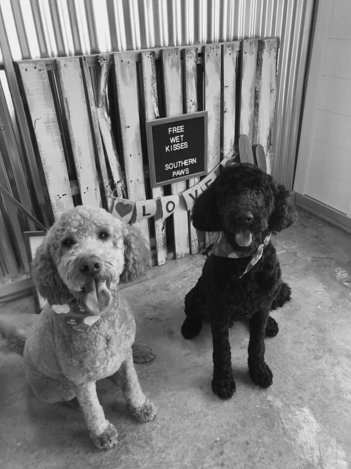 cute dogs!