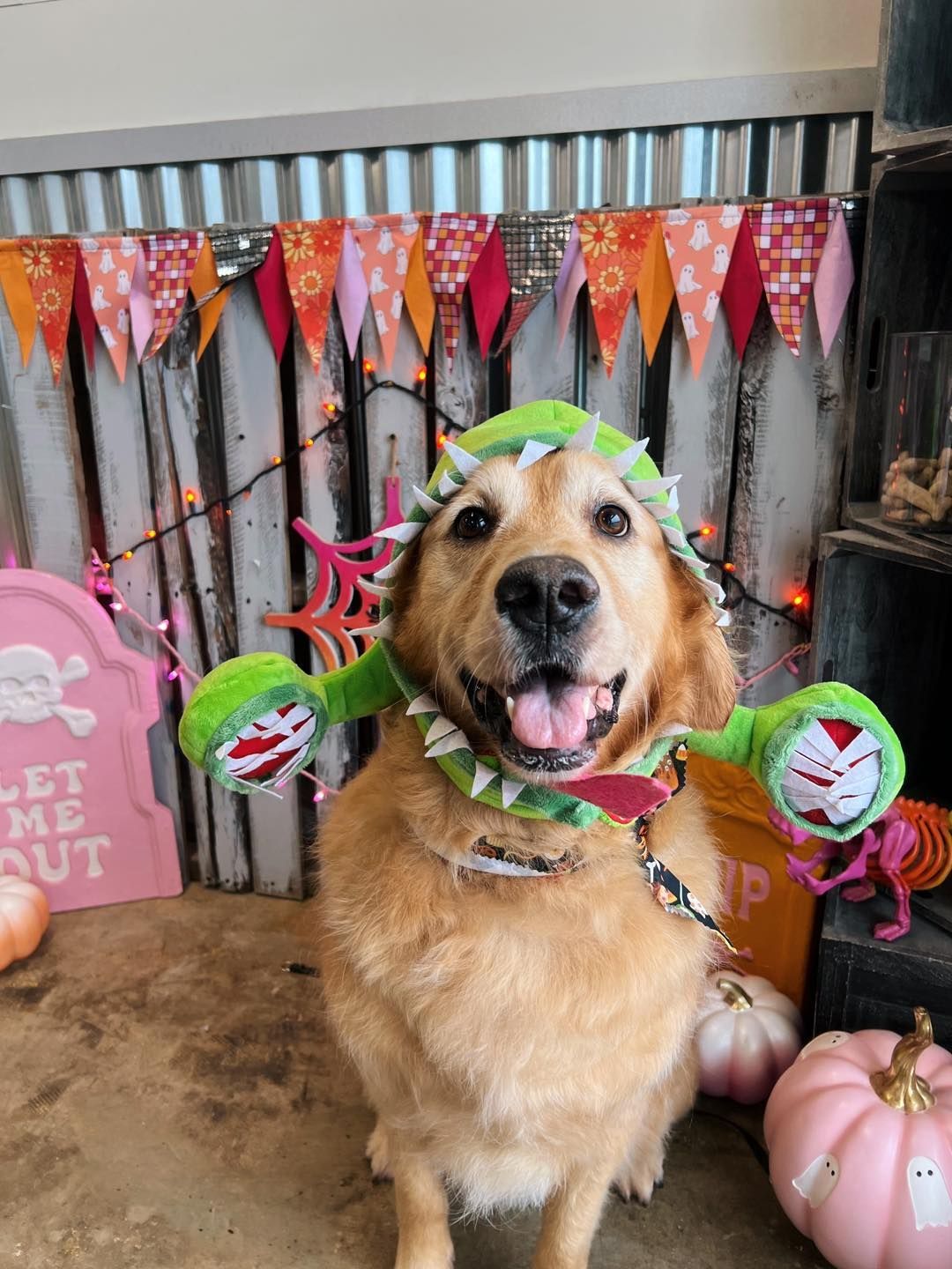 Golden retriever in a green, spiky monster costume smiles in front of a Halloween backdrop with pumpkins.