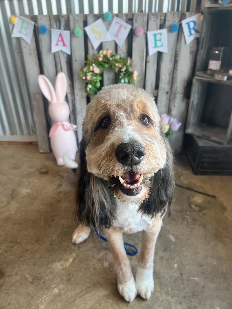 Dog sitting on a porch with a Easter banner and pink bunny decoration in the background