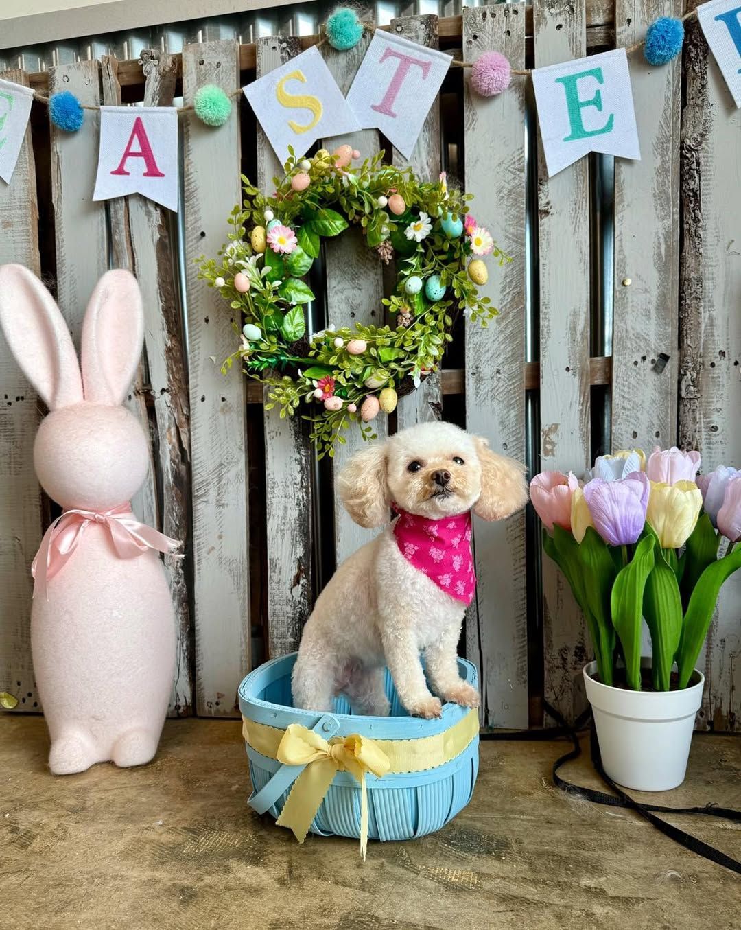 Easter display with a small dog in a blue basket, bunny decor, wreath, and tulips against a wooden fence