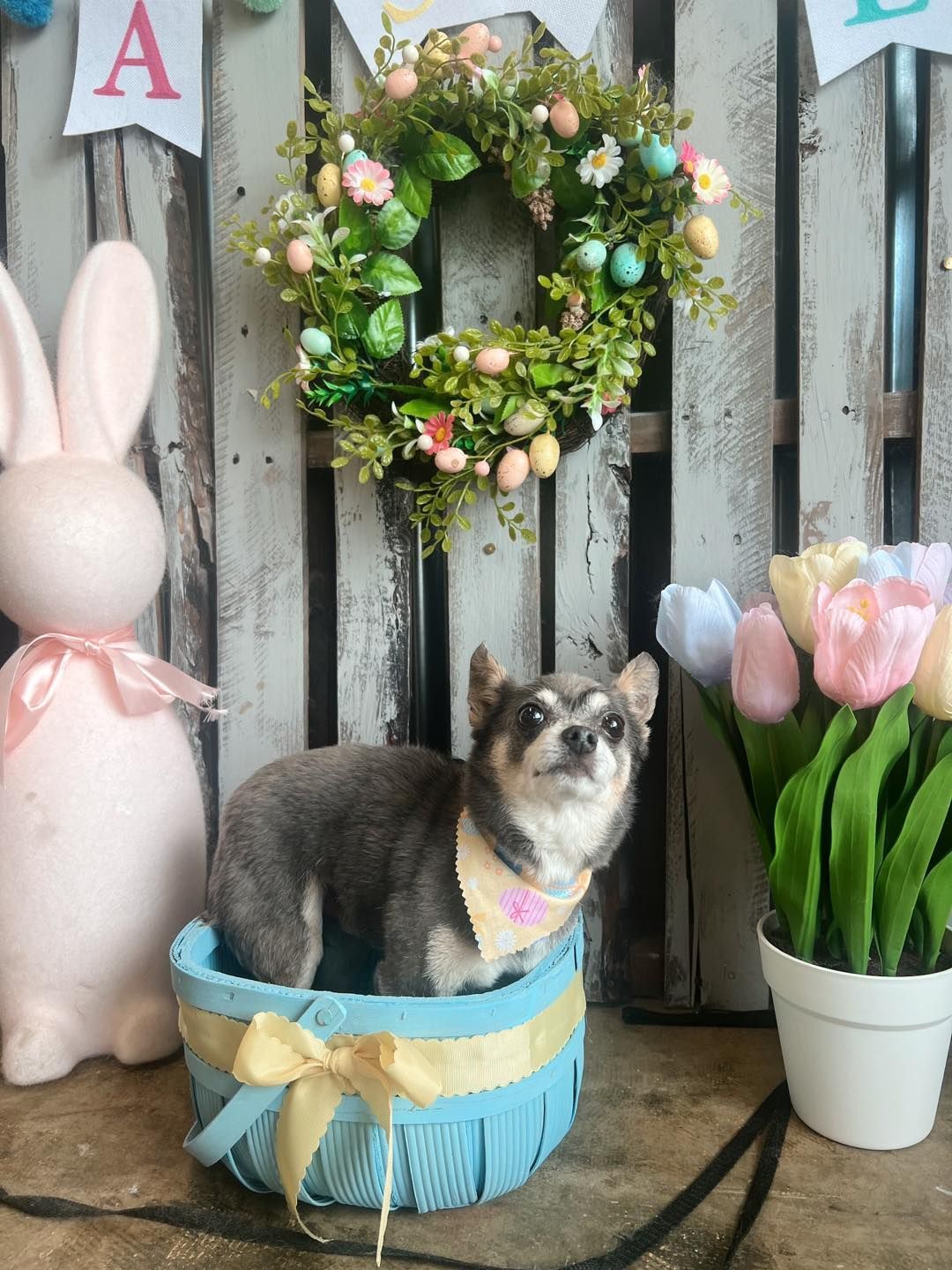 Small gray dog in a blue basket before a flower wreath, bunny decor, and tulips on a rustic backdrop