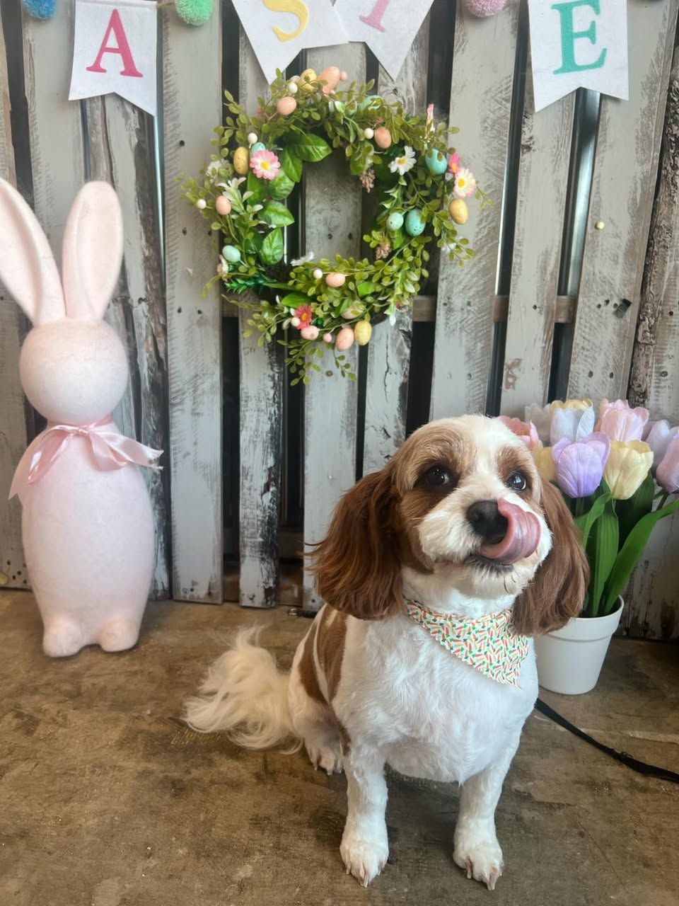 Small brown-and-white dog sitting before a floral wreath and bunny decor in a rustic spring-themed setting