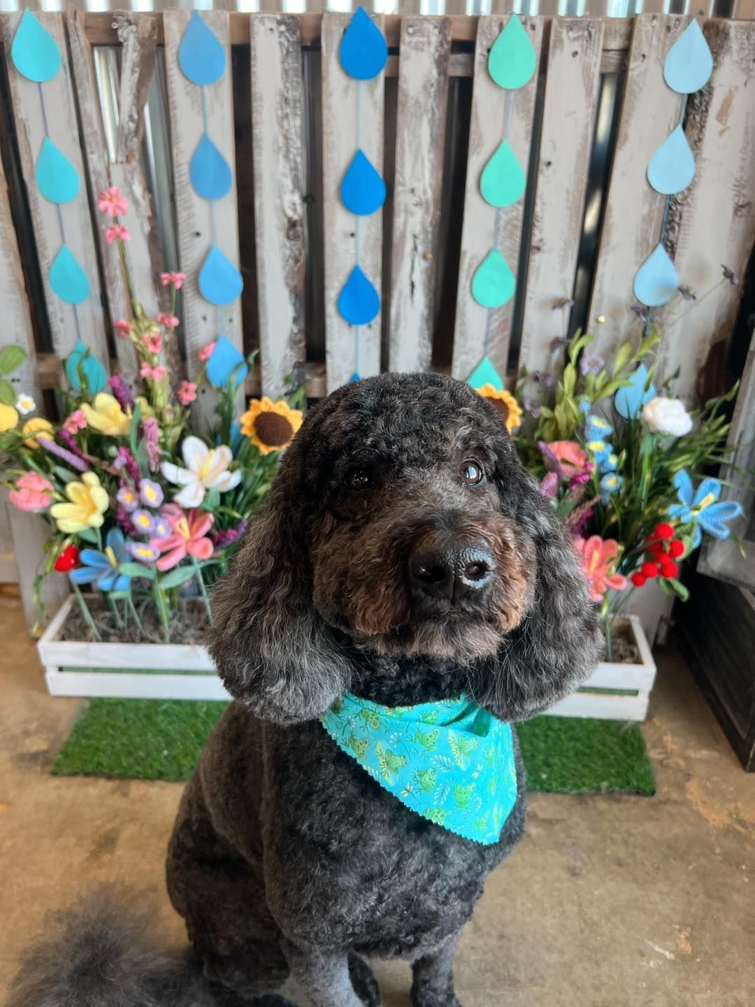 Black poodle wearing a turquoise bandana, sitting before a floral backdrop with blue hanging decorations.