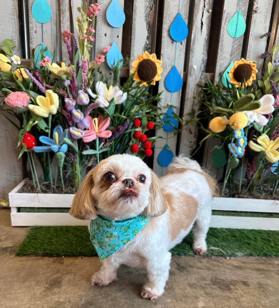 Small white-and-tan dog in a blue bandana standing before a colorful flower display and wooden fence