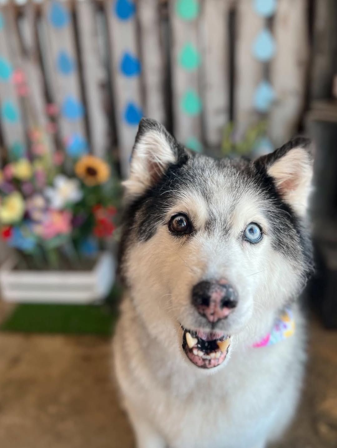Siberian husky with blue and brown eyes in a colorful outdoor setting, looking at the camera.