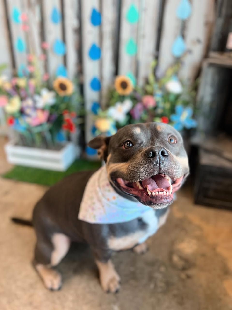 Brown-and-white dog wearing a blue bandana, sitting indoors and smiling at the camera.