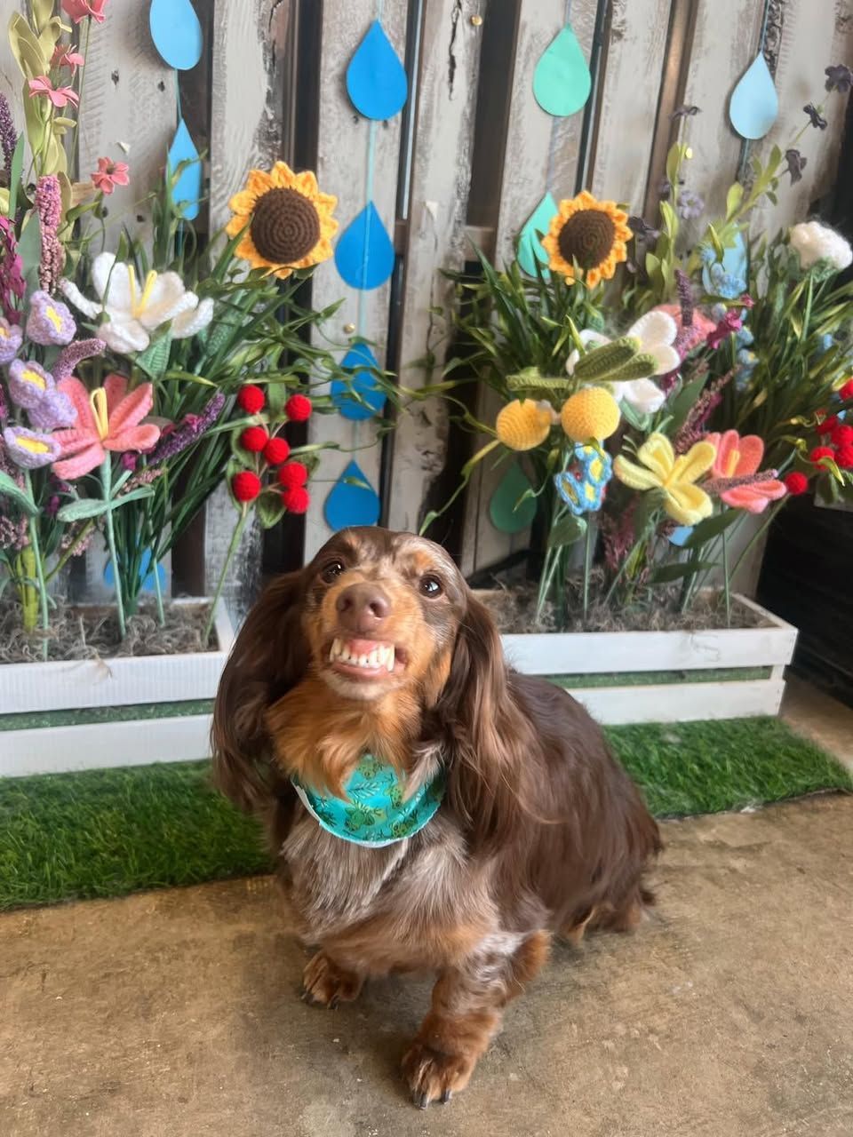 Small brown dog with a turquoise bandana sitting in front of a colorful flower display