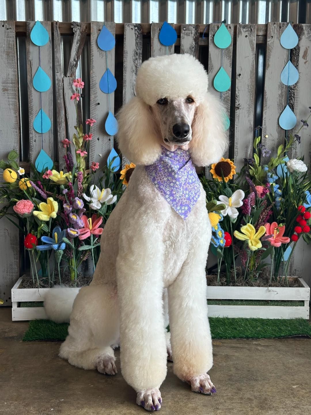 White poodle sitting in front of a colorful floral backdrop, wearing a lavender bandana.