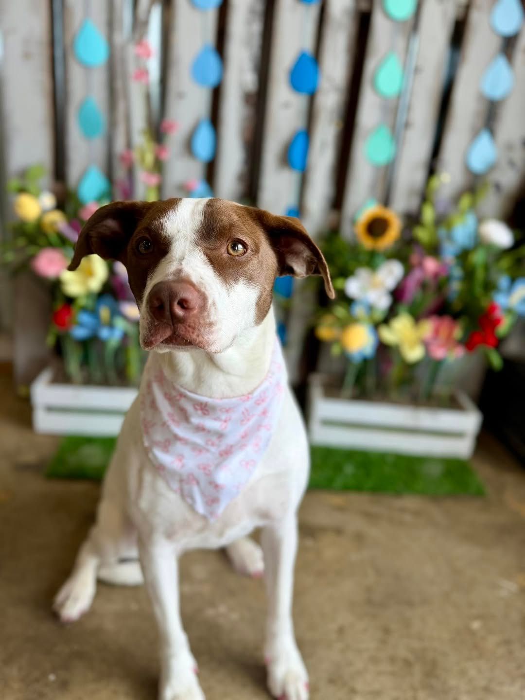 Brown and white dog sitting in front of colorful flowers and rustic wooden decor