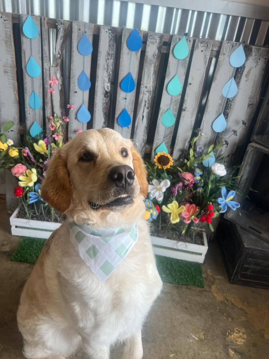 Small tan dog wearing a pastel bandana, sitting in front of a flower-covered backdrop with blue raindrop decorations