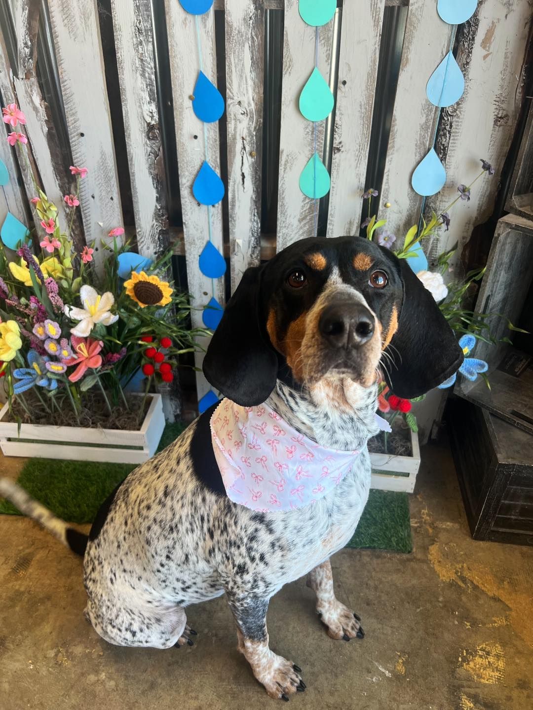 Black and white dog with pink bandana sitting by a painted fence and flowers