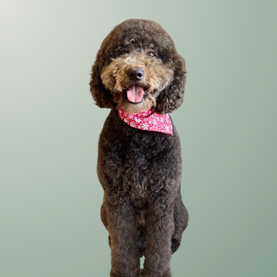 cute dog with bandana and green background