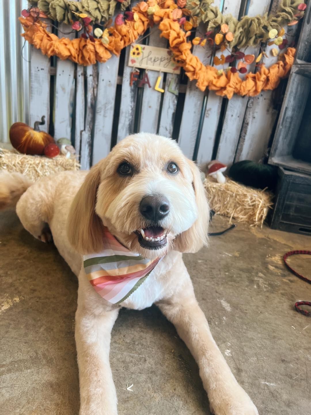 Tan dog with a fresh haircut wearing a striped bandana, smiling, lying down. Fall decorations in background.