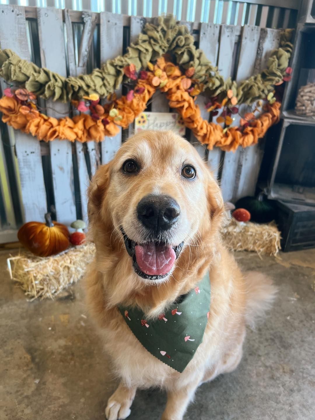 Golden retriever dog wearing a bandana, smiling, in front of fall decorations.