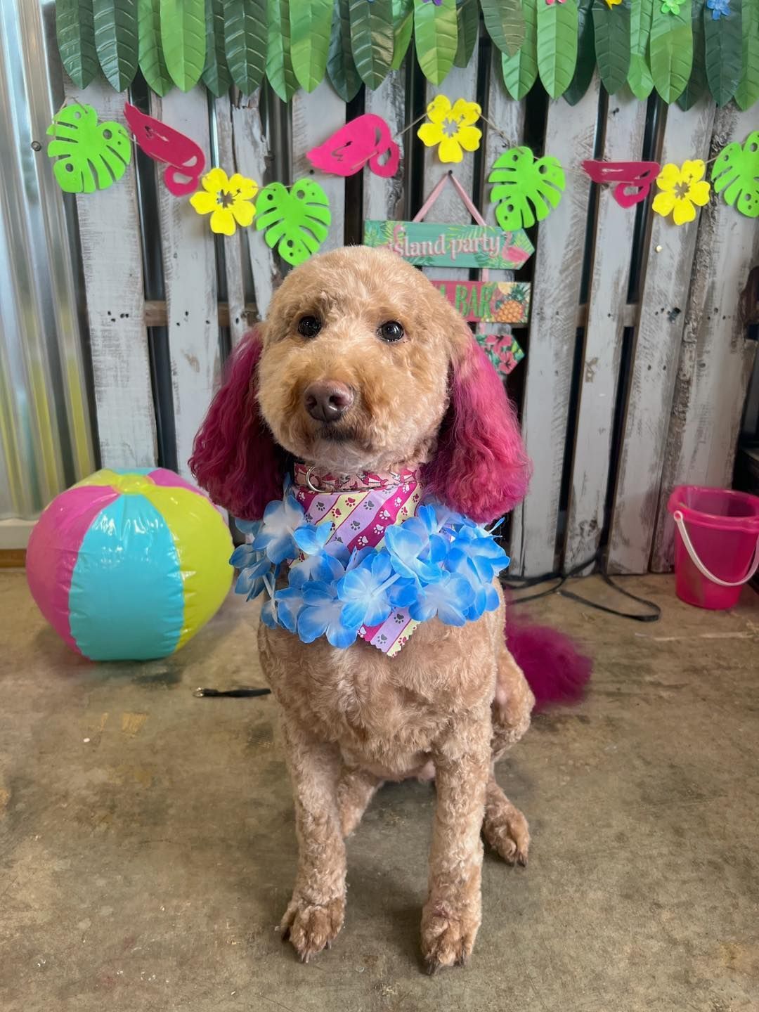 Goldendoodle with pink ears and tail, wearing a blue lei, in front of a tropical-themed backdrop.