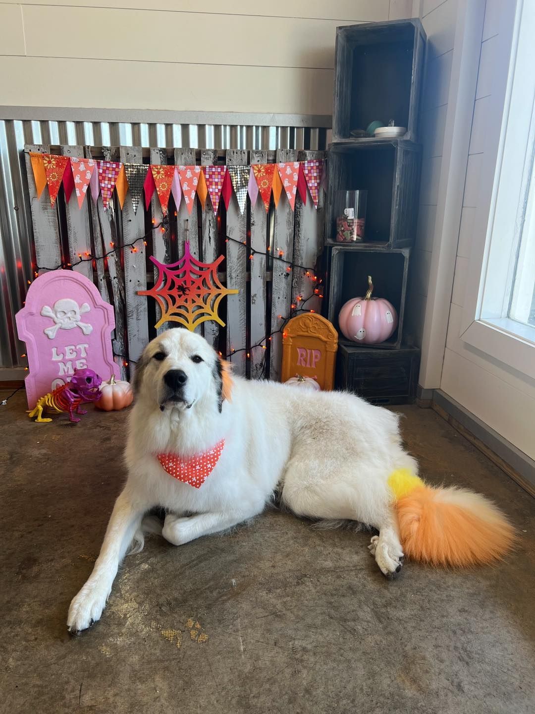 White dog wearing Halloween accessories, with decorations in a festive setting.