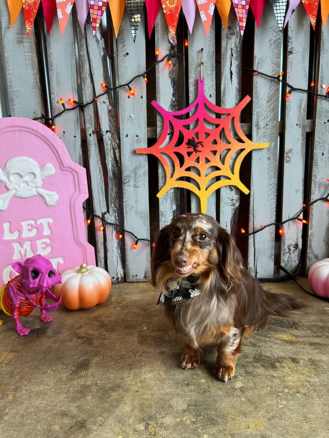 A dachshund in a bow tie poses in front of Halloween decorations, including a spiderweb, pumpkins, and a tombstone.