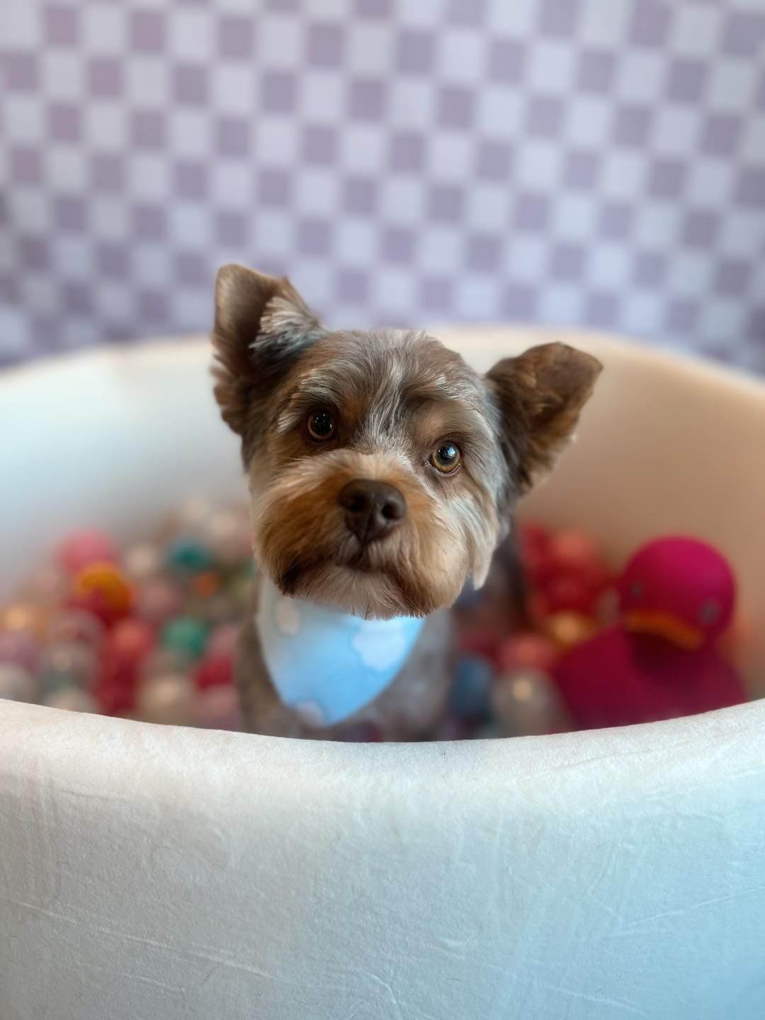Yorkshire Terrier dog in a white ball pit, wearing a bandana. Soft, brown and gray fur with a pink duck.