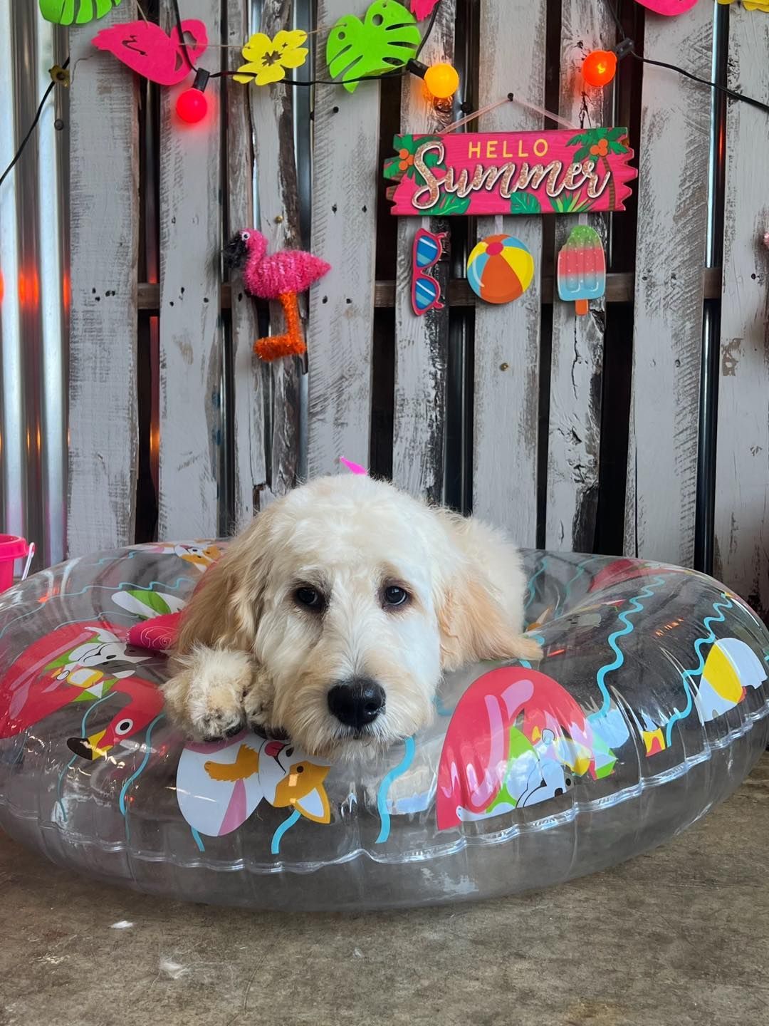 A fluffy dog in an inflatable ring, 