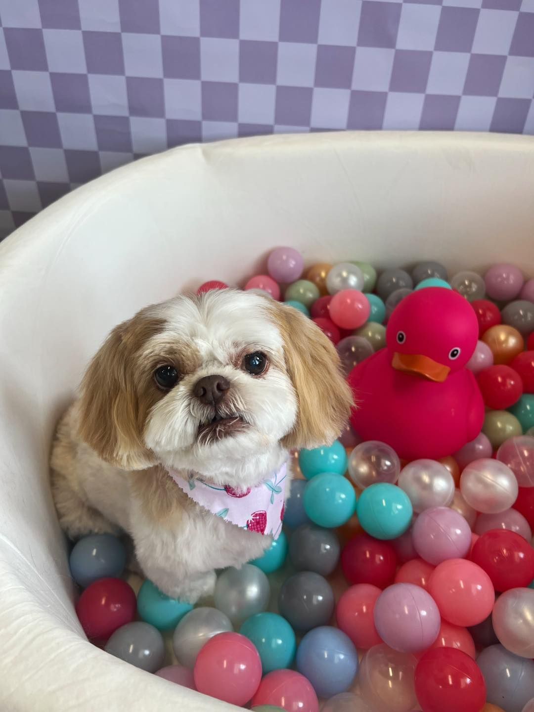 Shih Tzu dog in a tub filled with colorful balls, a pink duck, wearing a bandana, and looking at the camera.