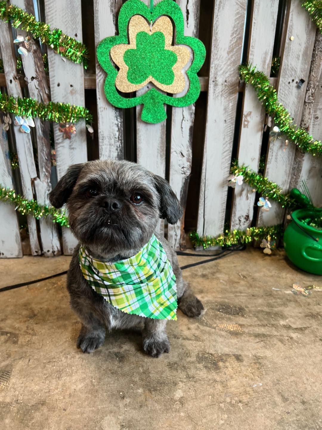 Dog wearing a green plaid bandana sits in front of a St. Patrick's Day backdrop with a shamrock.