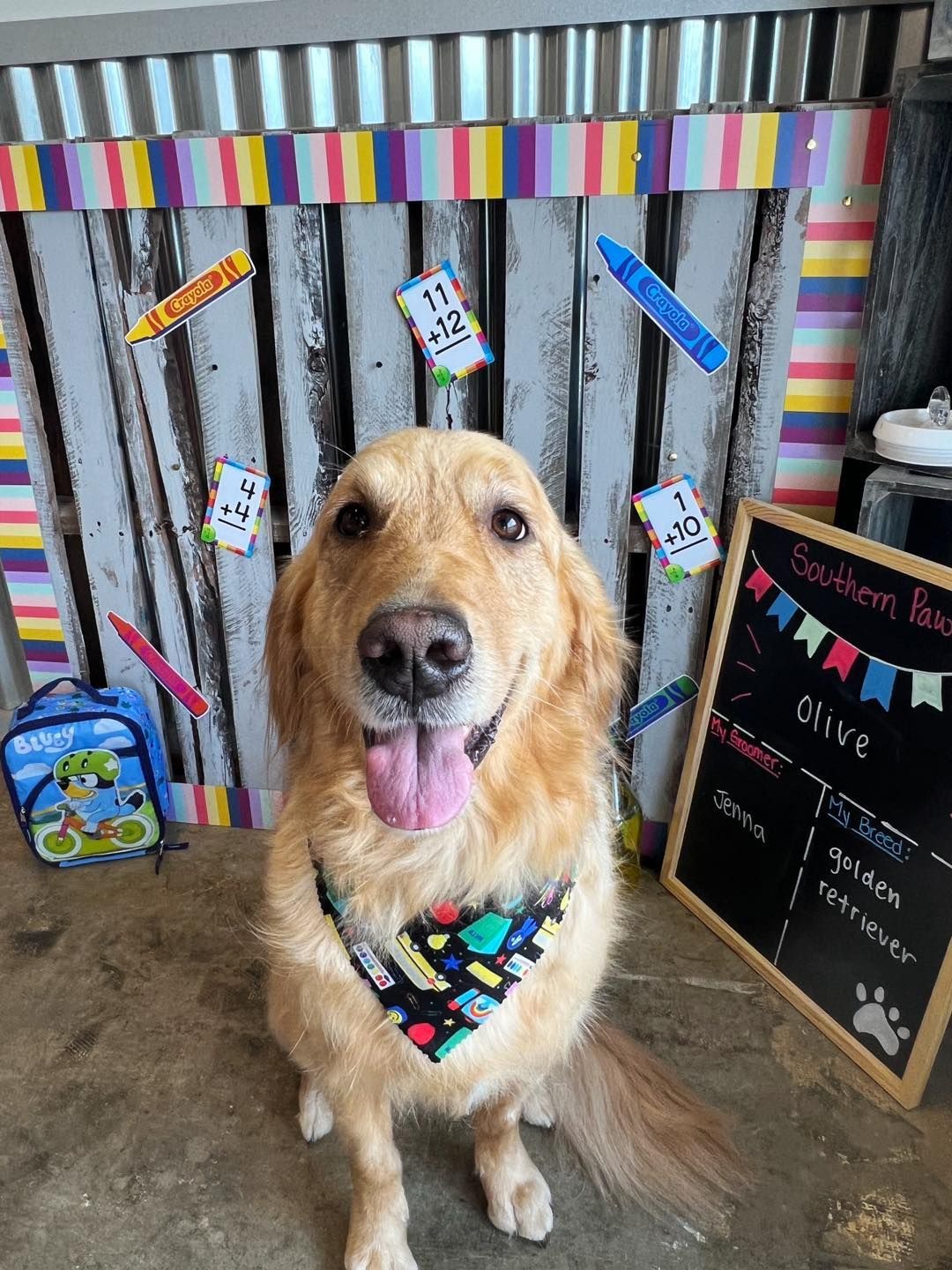 Golden retriever with a bandana, posing with back-to-school decorations.
