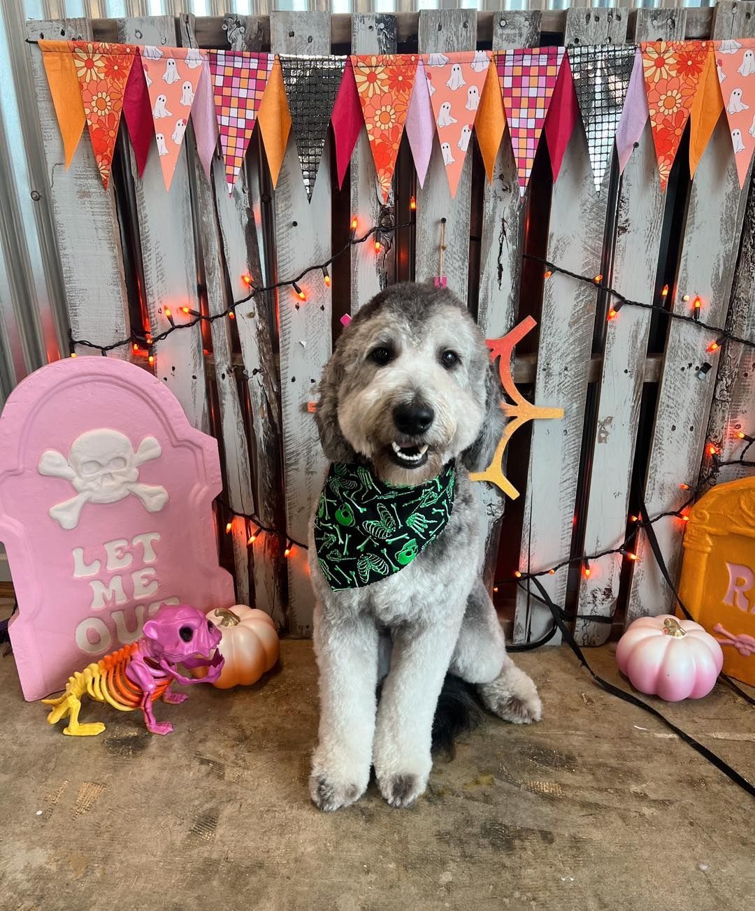 Dog with gray and white fur wearing a green bandana and antlers, posing in front of Halloween decorations.