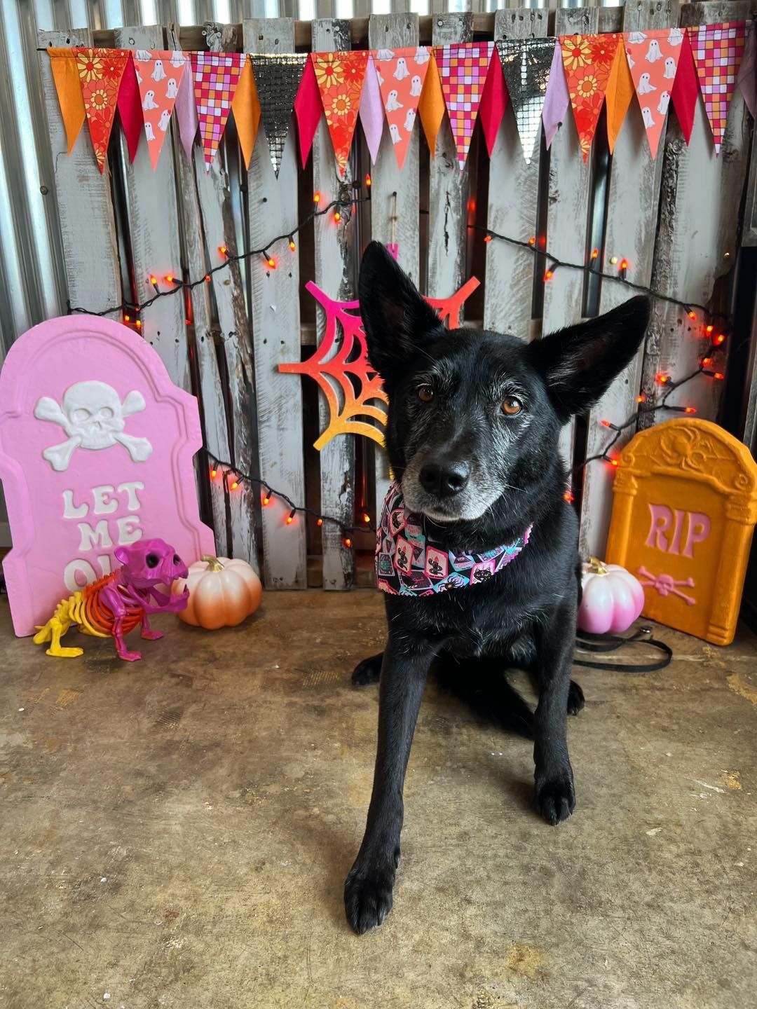 Black dog wearing a bandana sits in front of Halloween decorations, including tombstones and garland.