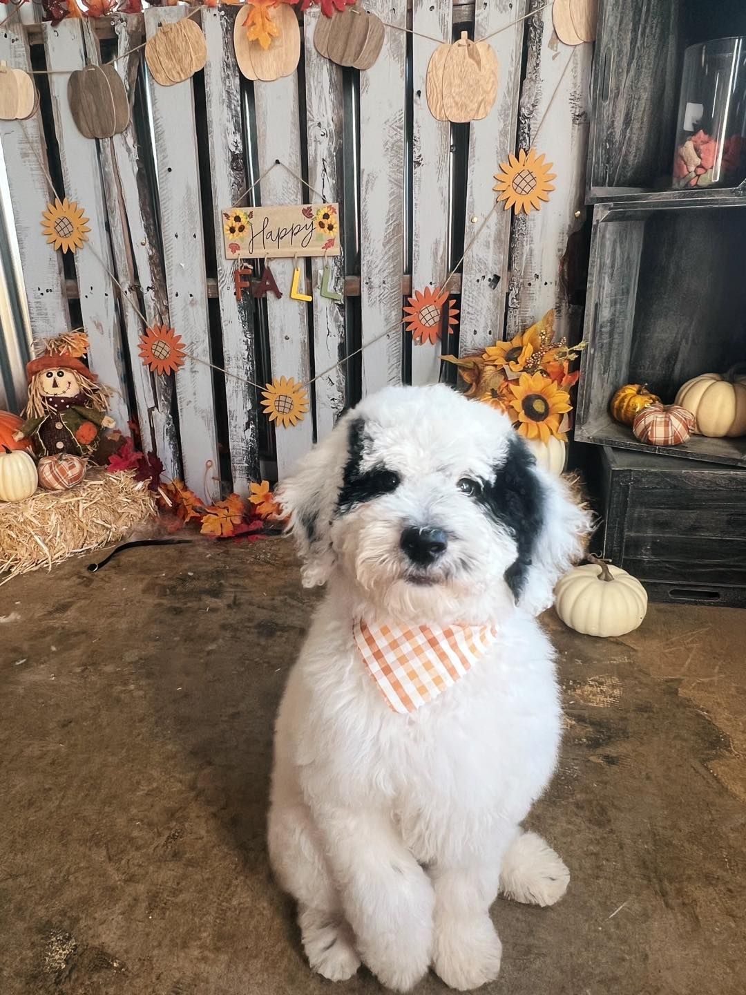 White dog with black patches and orange bandana sits in front of a fall-themed backdrop.