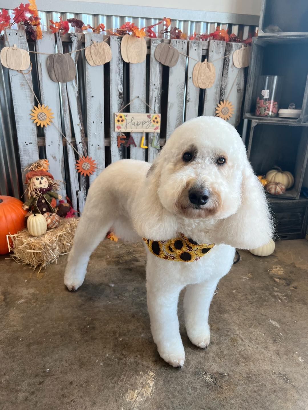 White dog with a patterned scarf stands in front of a fall-themed backdrop.