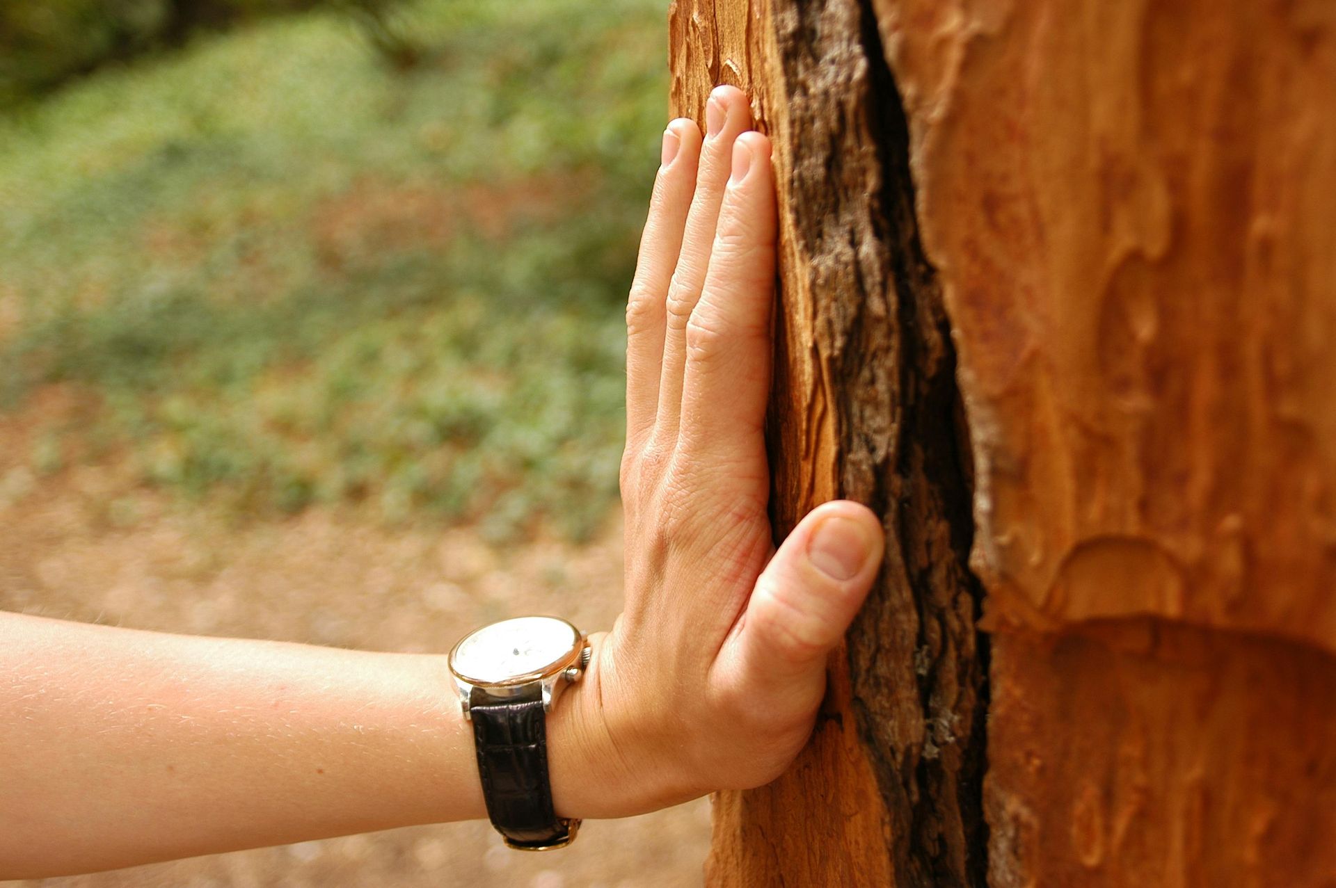 Une personne portant une montre touche un tronc d'arbre.