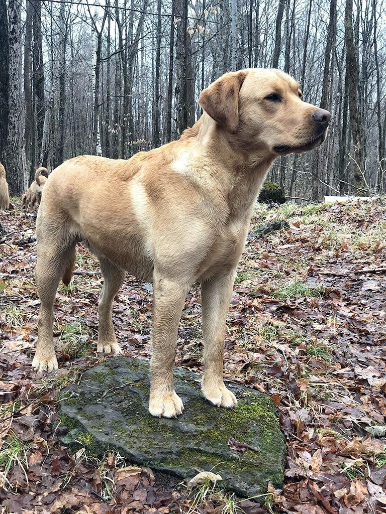 Jasper