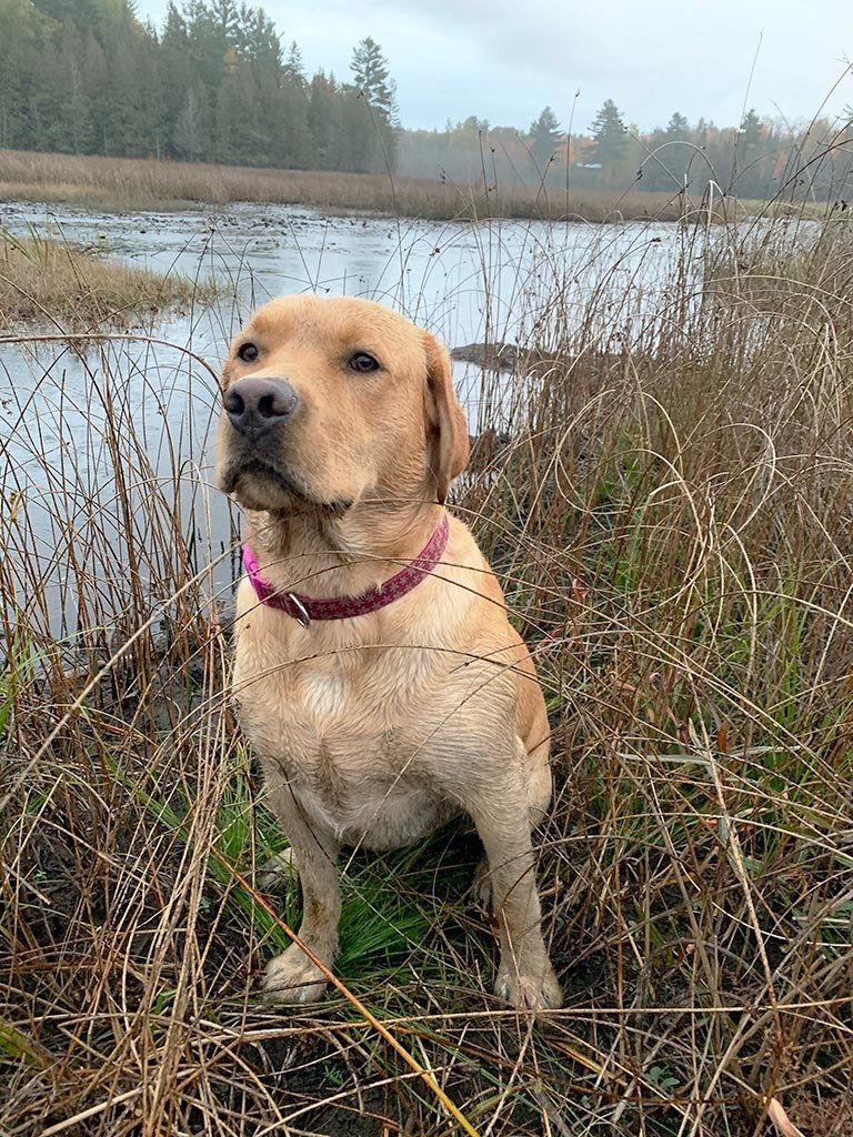 Jasper