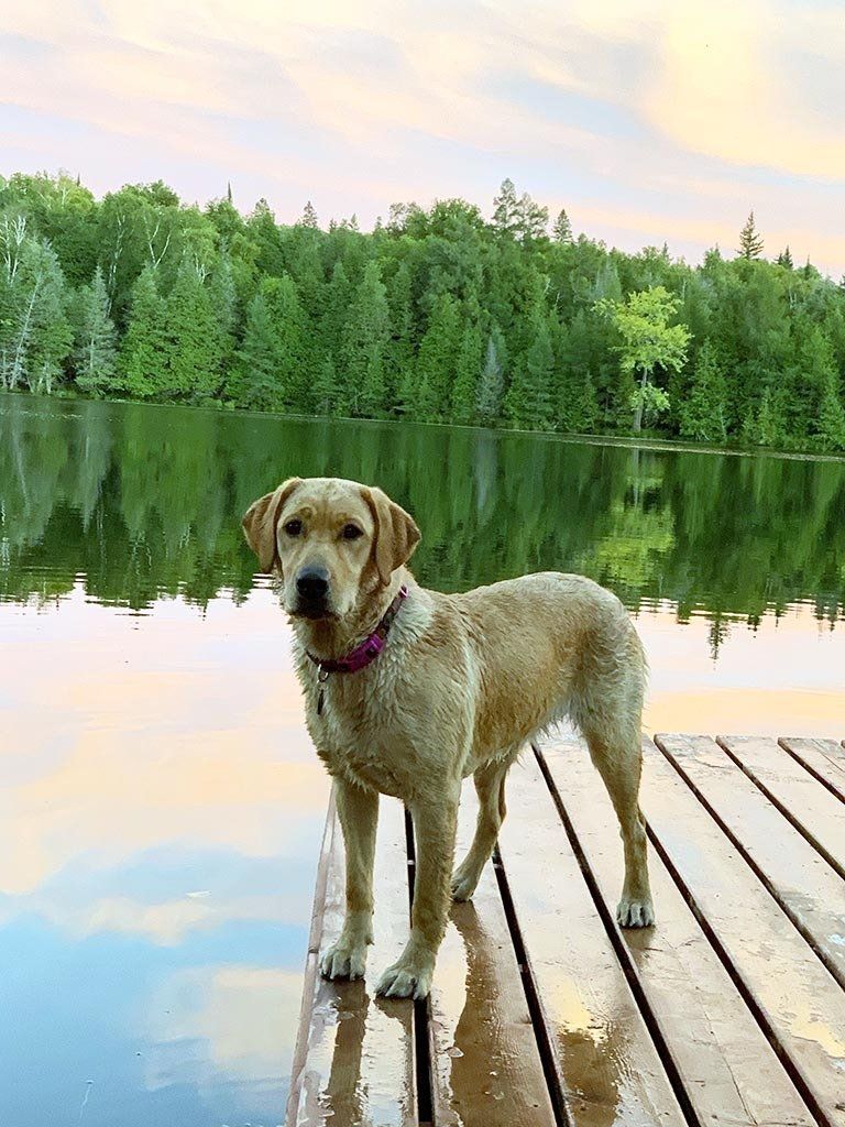 Willow